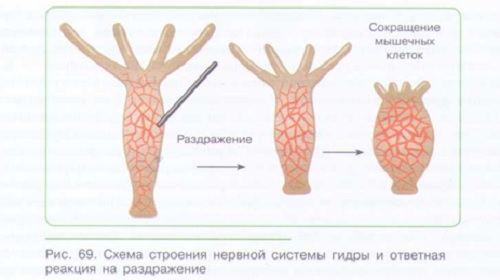 РЕГУЛЯЦИЯ ФУНКЦИЙ У РАЗЛИЧНЫХ ОРГАНИЗМОВ